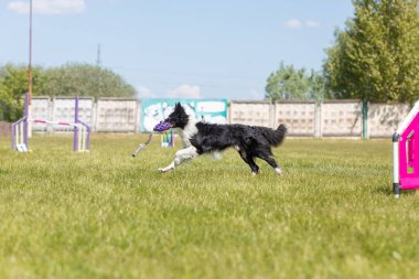 Köpek çeviklik kursunun engellerinden atlıyor. Çeviklik yarışması, köpek sporu