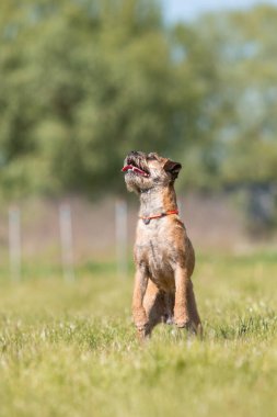 Tarladaki şirin safkan sınır köpeği.