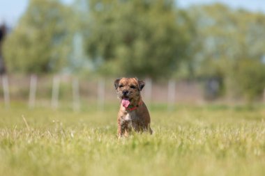 Tarladaki şirin safkan sınır köpeği.