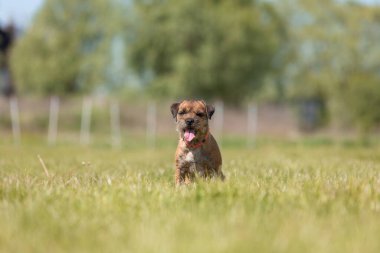 Tarladaki şirin safkan sınır köpeği.