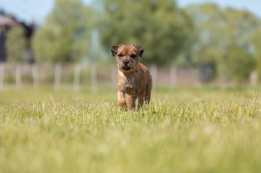 Tarladaki şirin safkan sınır köpeği.