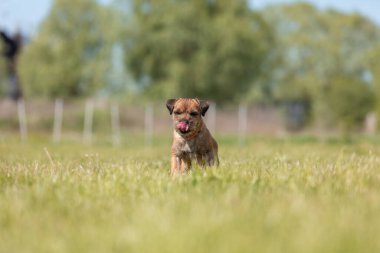 Tarladaki şirin safkan sınır köpeği.