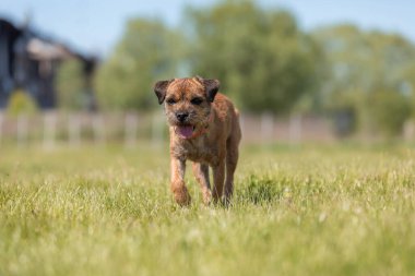 Tarladaki şirin safkan sınır köpeği.