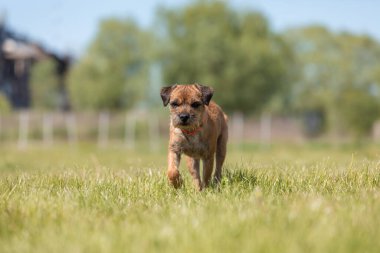 Tarladaki şirin safkan sınır köpeği.