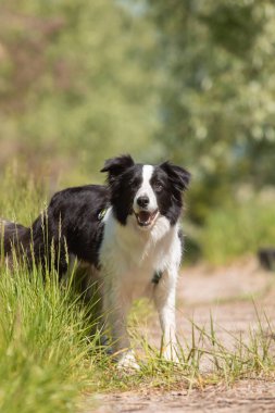 Sınır çoban köpeği çimenlerde koşuyor