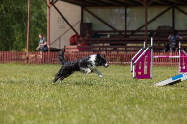 Köpek çeviklik kursunun engellerinden atlıyor. Çeviklik yarışması, köpek sporu