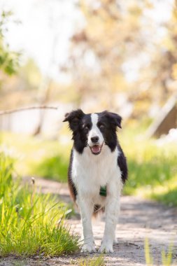 Sınır çoban köpeği çimenlerde koşuyor