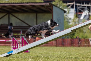 Köpek, temas bölgesiyle birlikte çeviklik engelli köpek yürüyüşü yapıyor. Çeviklik