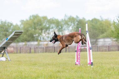 Köpek çeviklik kursunun engellerinden atlıyor. Çeviklik yarışması, köpek sporu