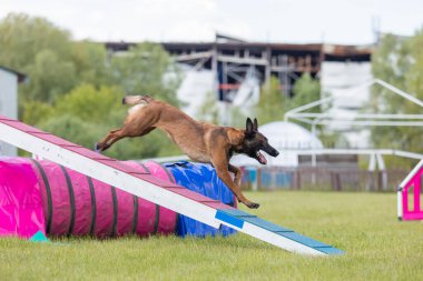 Köpek, temas bölgesiyle birlikte çeviklik engelli köpek yürüyüşü yapıyor. Çeviklik