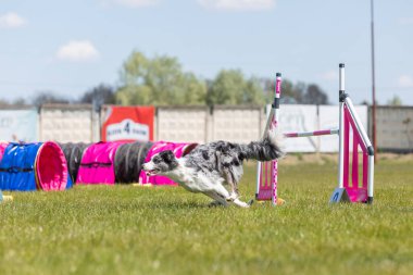 Köpek çeviklik kursunun engellerinden atlıyor. Çeviklik yarışması, köpek sporu