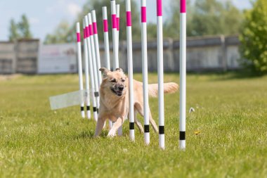 Çeviklik rotasında dokuma boyunca koşan köpek yatay.