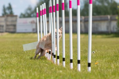 Çeviklik rotasında dokuma boyunca koşan köpek yatay.