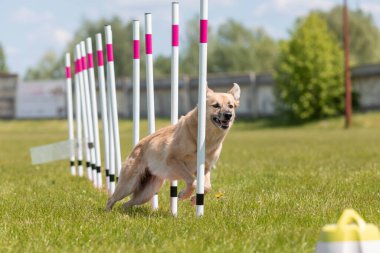 Çeviklik rotasında dokuma boyunca koşan köpek yatay.