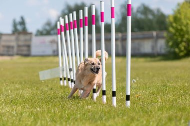 Çeviklik rotasında dokuma boyunca koşan köpek yatay.