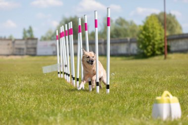 Çeviklik rotasında dokuma boyunca koşan köpek yatay.