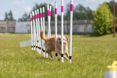Çeviklik rotasında dokuma boyunca koşan köpek yatay.