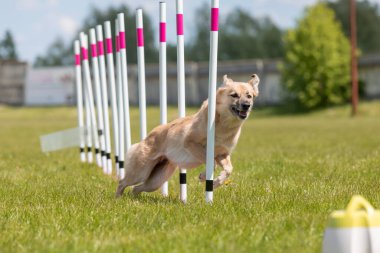 Çeviklik rotasında dokuma boyunca koşan köpek yatay.