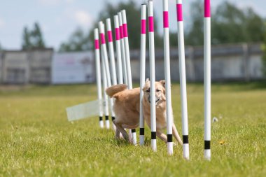 Çeviklik rotasında dokuma boyunca koşan köpek yatay.