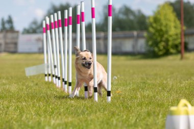 Çeviklik rotasında dokuma boyunca koşan köpek yatay.