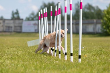 Çeviklik rotasında dokuma boyunca koşan köpek yatay.