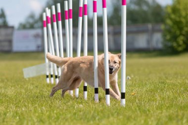 Çeviklik rotasında dokuma boyunca koşan köpek yatay.