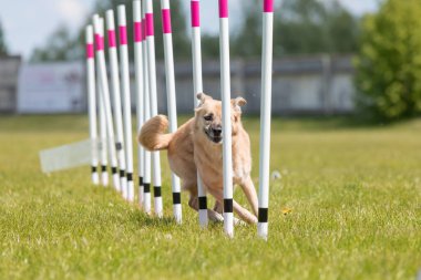 Çeviklik rotasında dokuma boyunca koşan köpek yatay.
