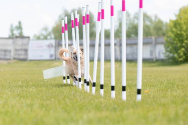 Çeviklik rotasında dokuma boyunca koşan köpek yatay.