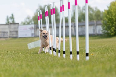 Çeviklik rotasında dokuma boyunca koşan köpek yatay.