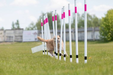 Çeviklik rotasında dokuma boyunca koşan köpek yatay.