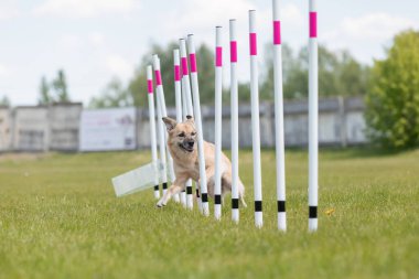 Çeviklik rotasında dokuma boyunca koşan köpek yatay.