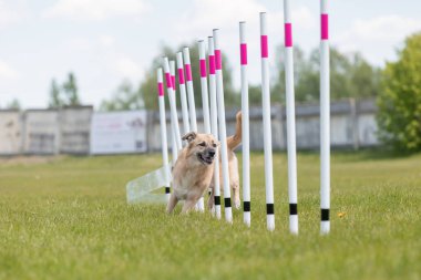 Çeviklik rotasında dokuma boyunca koşan köpek yatay.