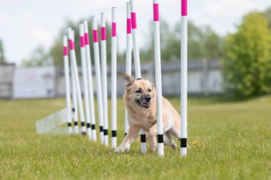 Çeviklik rotasında dokuma boyunca koşan köpek yatay.