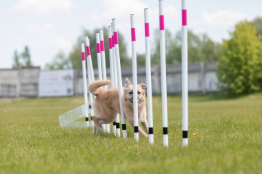 Çeviklik rotasında dokuma boyunca koşan köpek yatay.