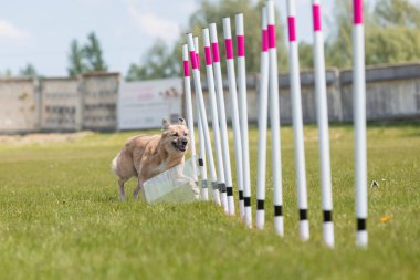 Çeviklik rotasında dokuma boyunca koşan köpek yatay.