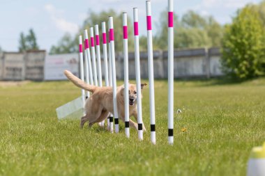 Çeviklik rotasında dokuma boyunca koşan köpek yatay.