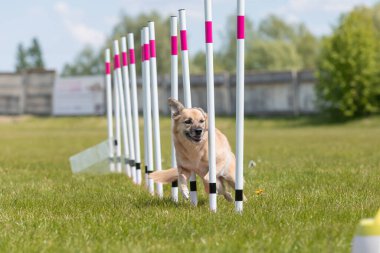 Çeviklik rotasında dokuma boyunca koşan köpek yatay.
