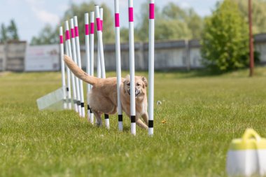 Çeviklik rotasında dokuma boyunca koşan köpek yatay.
