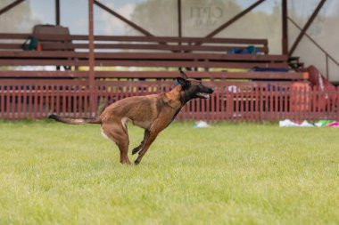 Belçika Çoban Köpeği Malinois Açık Hava