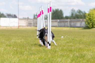 Çeviklik rotasında dokuma boyunca koşan köpek yatay.