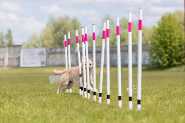 Çeviklik rotasında dokuma boyunca koşan köpek yatay.