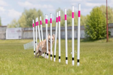 Çeviklik rotasında dokuma boyunca koşan köpek yatay.