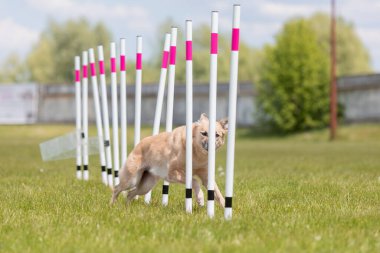Çeviklik rotasında dokuma boyunca koşan köpek yatay.