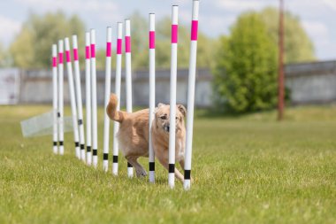 Çeviklik rotasında dokuma boyunca koşan köpek yatay.
