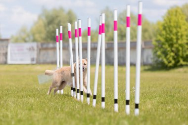 Çeviklik rotasında dokuma boyunca koşan köpek yatay.