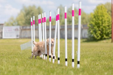 Çeviklik rotasında dokuma boyunca koşan köpek yatay.