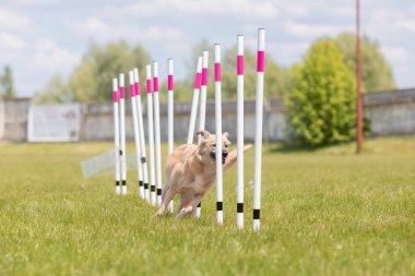 Çeviklik rotasında dokuma boyunca koşan köpek yatay.