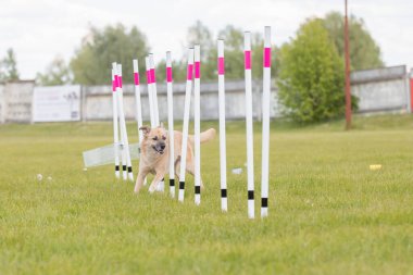 Çeviklik rotasında dokuma boyunca koşan köpek yatay.
