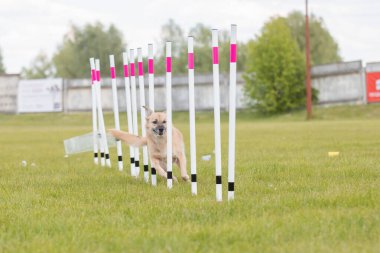 Çeviklik rotasında dokuma boyunca koşan köpek yatay.