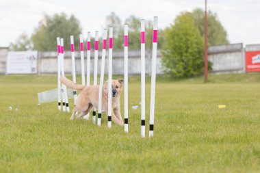 Çeviklik rotasında dokuma boyunca koşan köpek yatay.